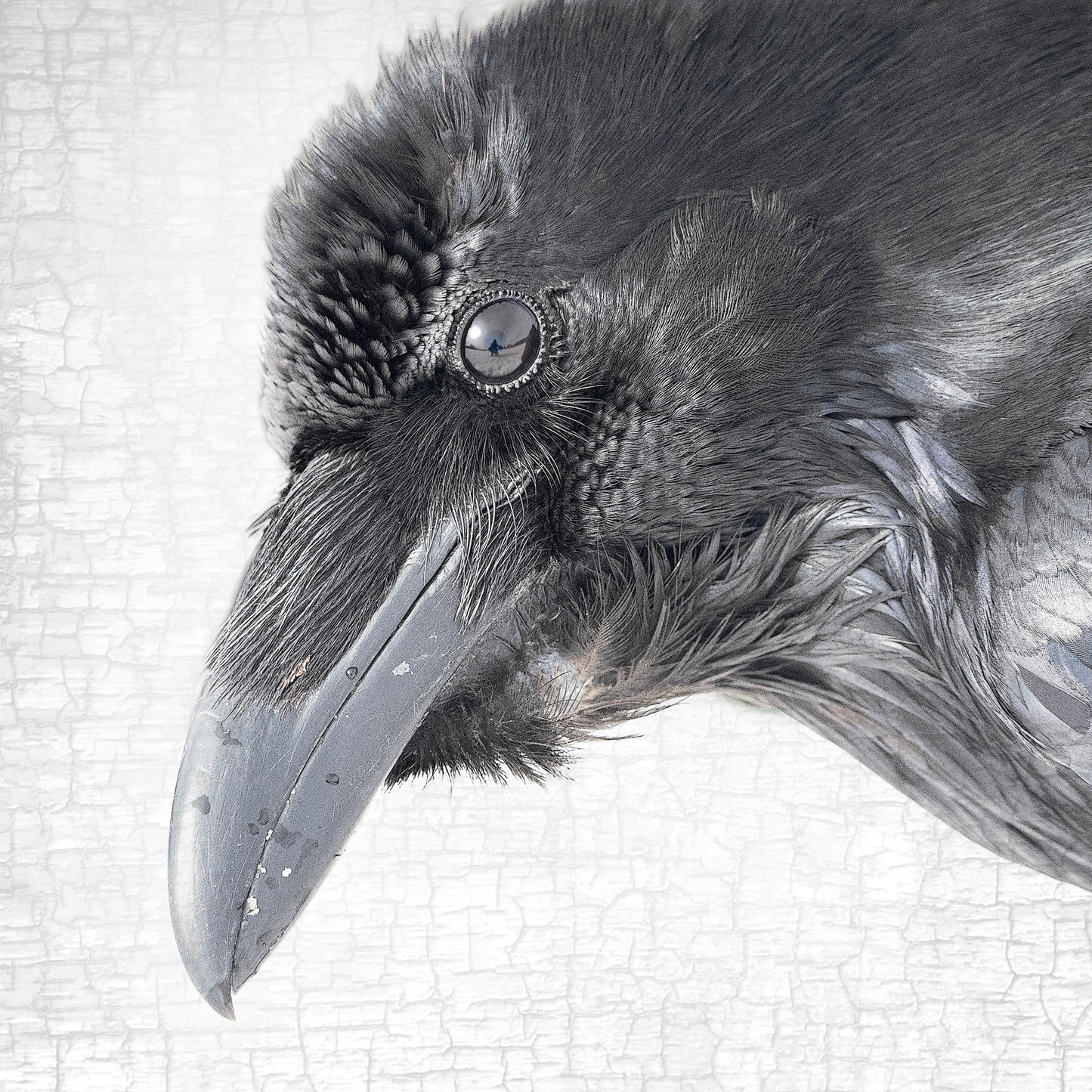 RAVEN REFLECTION - Fine Art Print, Raven Portrait Series