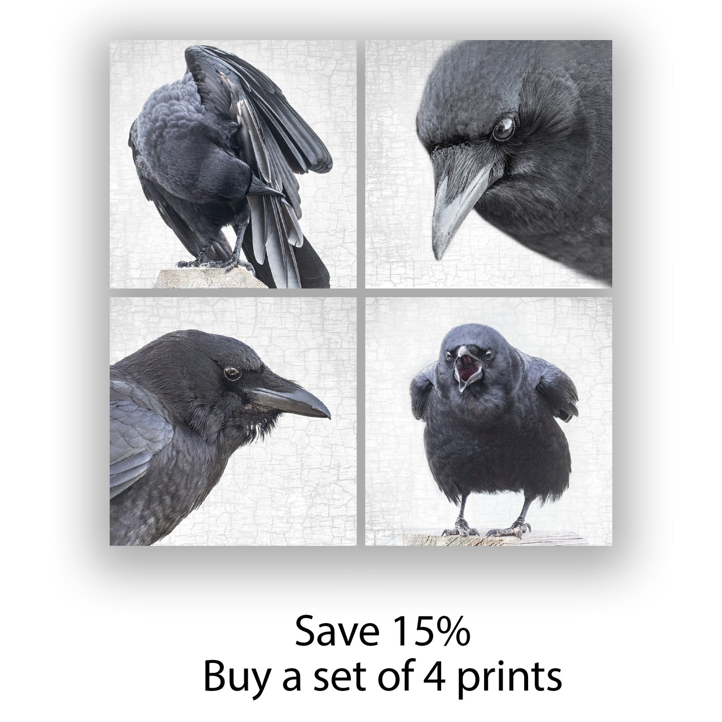 CROW WITHOUT A PEARL EARRING - Fine Art Print, Crow Portrait Series