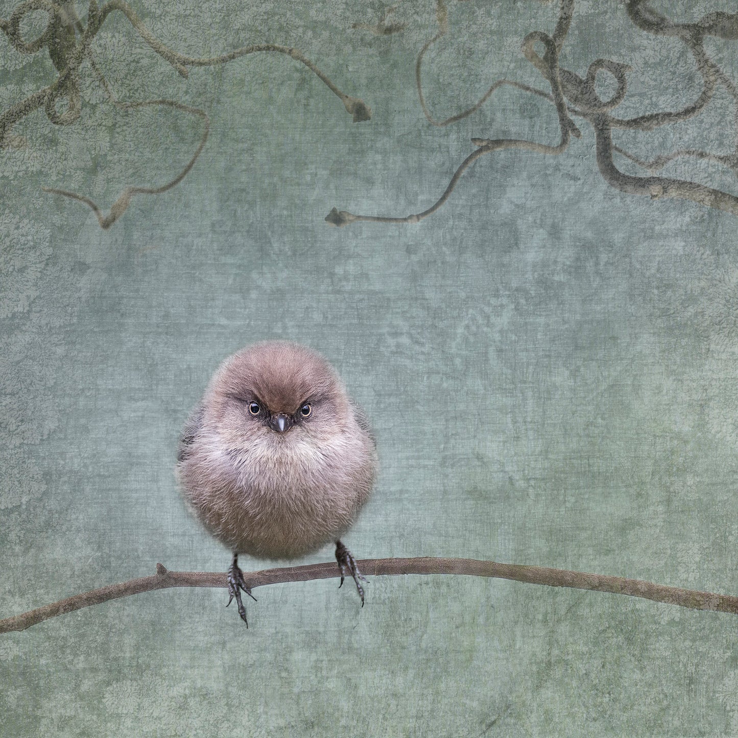 SMALL BUT DETERMINED - Fine Art Print, Garden Birds Series