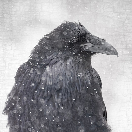 SNOW GLOBE RAVEN - Fine Art Print, Raven Portrait Series
