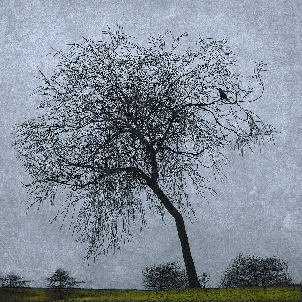 SOLO - Fine Art Print, Blue Crow Series