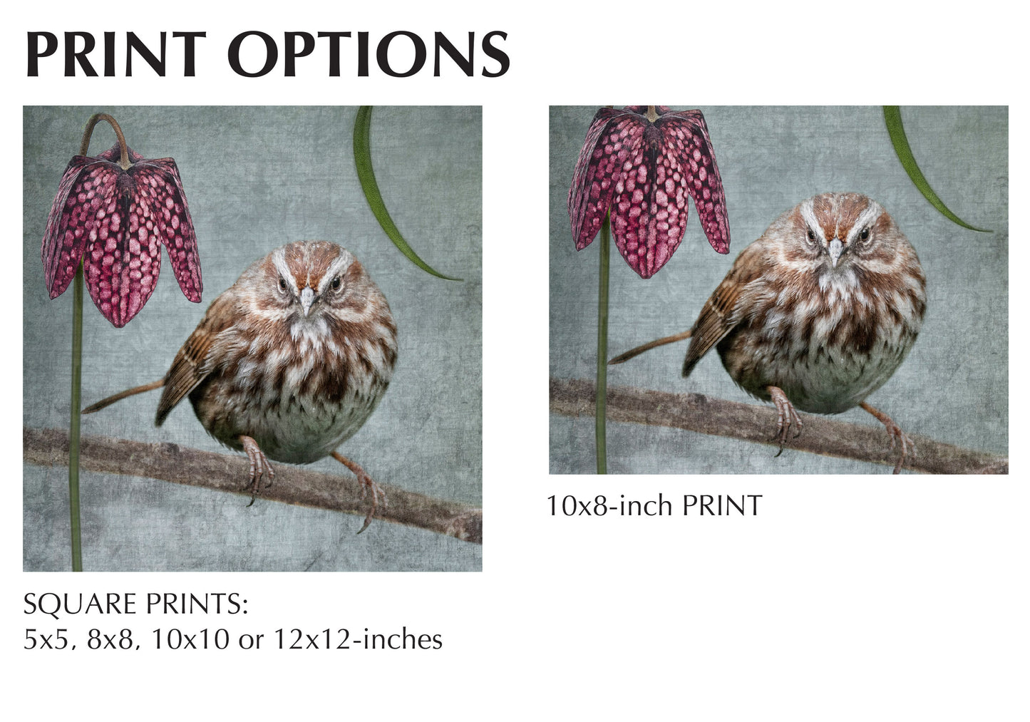 SONG SPARROW WITH FRITILLARIA - Fine Art Print, Garden Birds Series