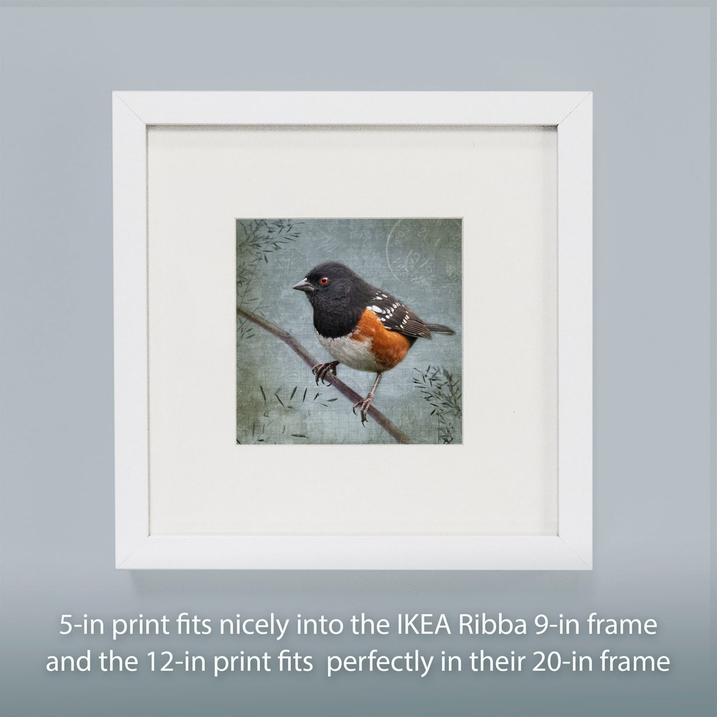 SPOTTED TOWHEE - Fine Art Print, Garden Birds Series