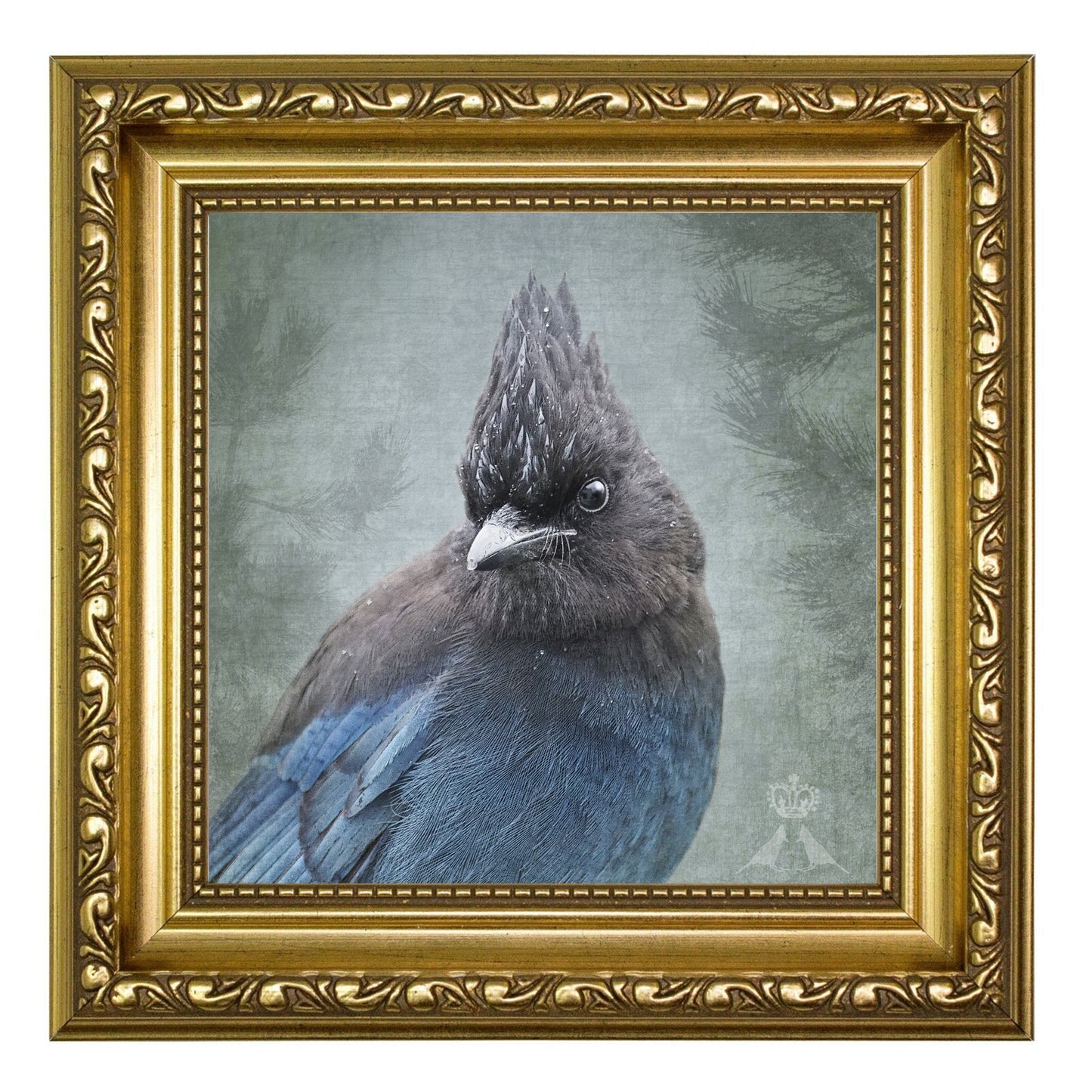 RAINY DAY STELLER'S JAY - Fine Art Print, Garden Birds Series