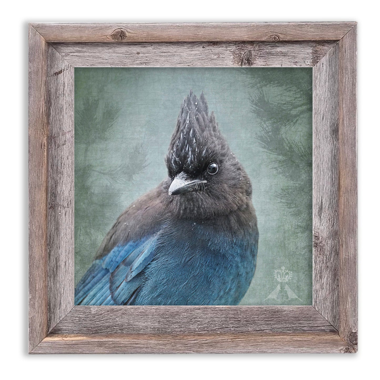 RAINY DAY STELLER'S JAY - Fine Art Print, Garden Birds Series