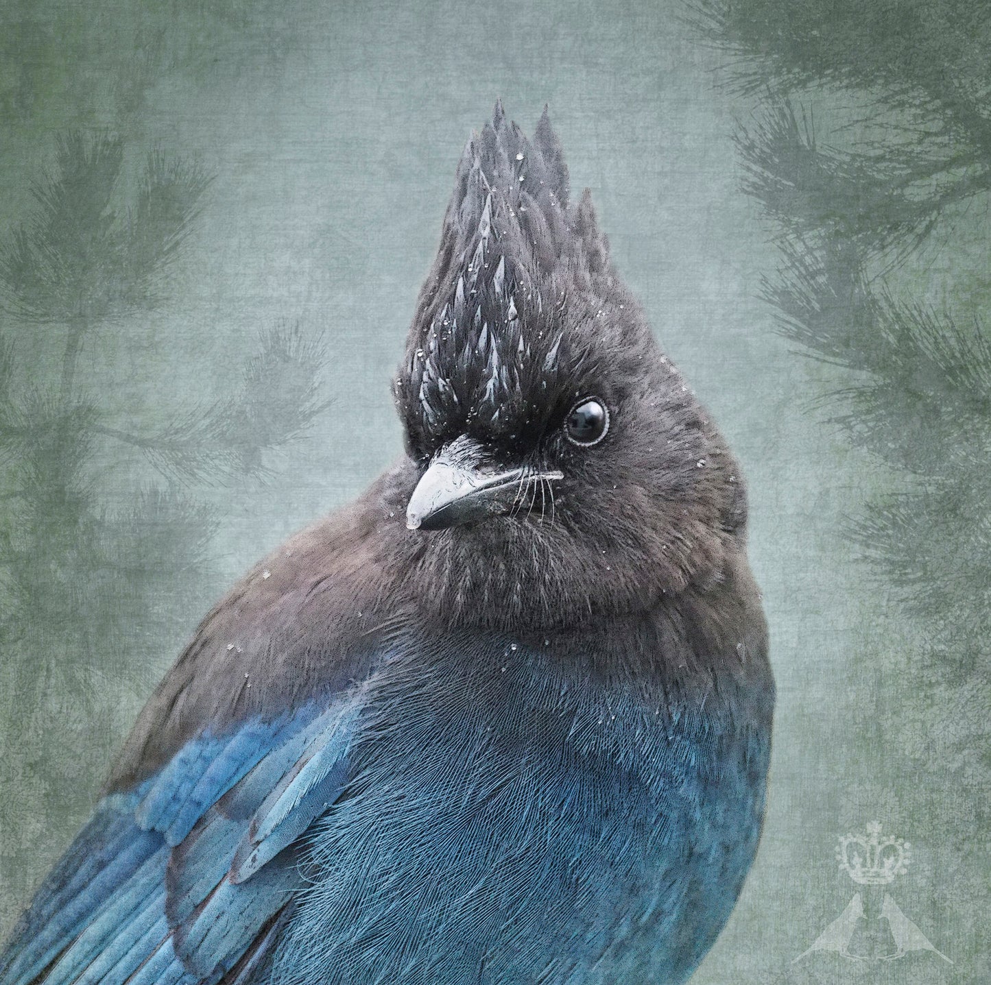 RAINY DAY STELLER'S JAY - Fine Art Print, Garden Birds Series