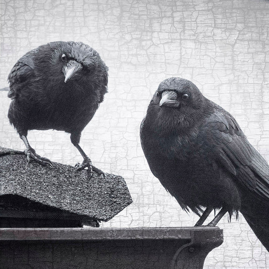 How to Make Friends with Crows