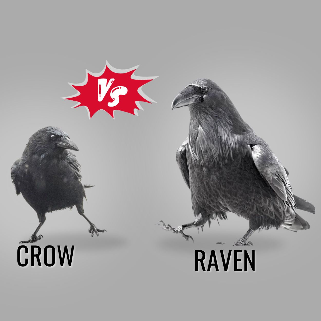 Difference Between Crow And Raven