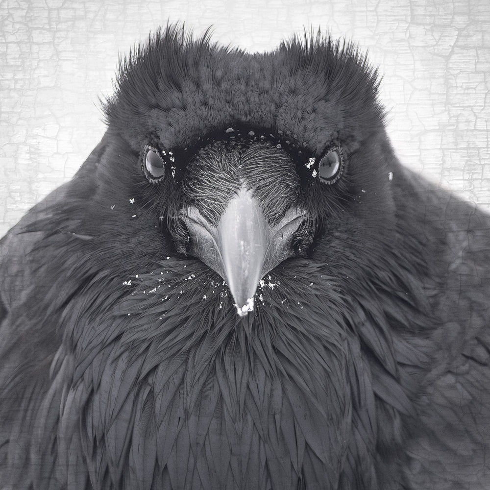 Swarm of Crows: Causes, Meaning, History and Mystery