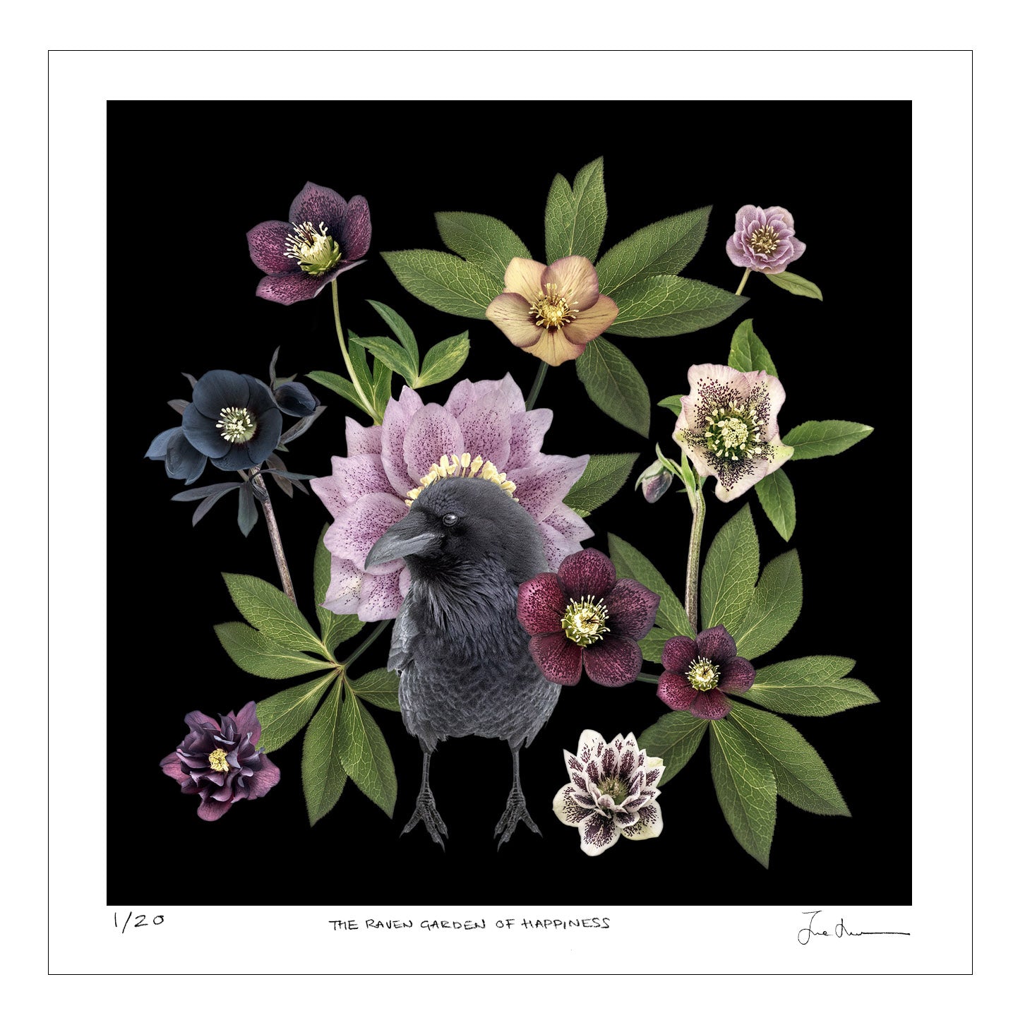 Crow Friend How to Make Friends with Crows 🥜 Tips from Photographer June Hunter