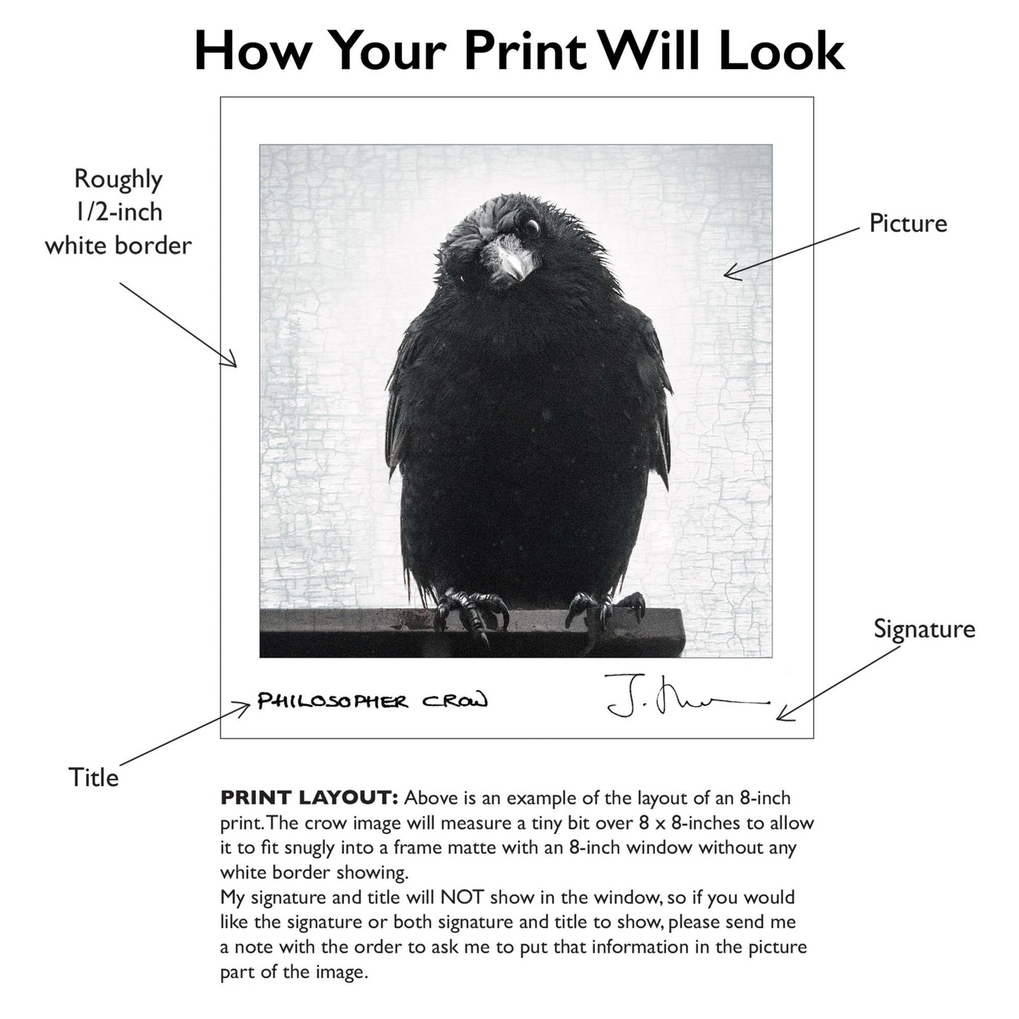 SECRET CROW - Fine Art Print, Crow Portrait Series