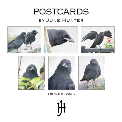 Set of 12 BABY CROW Postcards by June Hunter