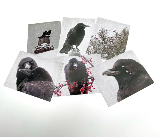 Custom Order for Karen — Set of 12 Crow Postcards