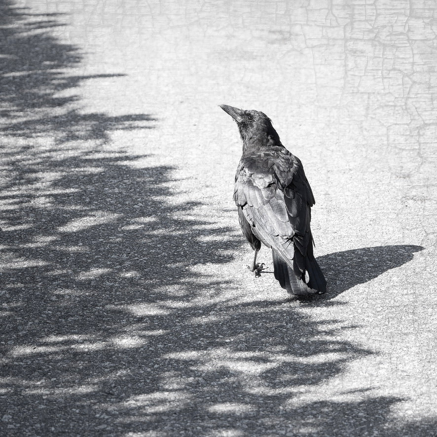 BORDERLINE - Fine Art Crow Photography Print