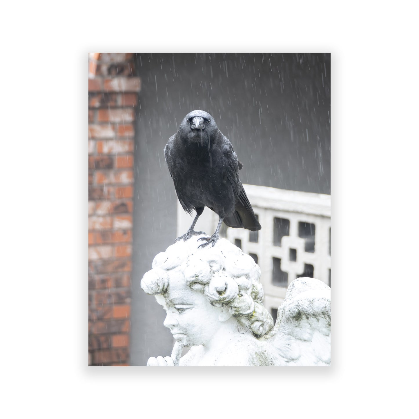 Set of 12 CROW CHARACTERS Postcards by June Hunter
