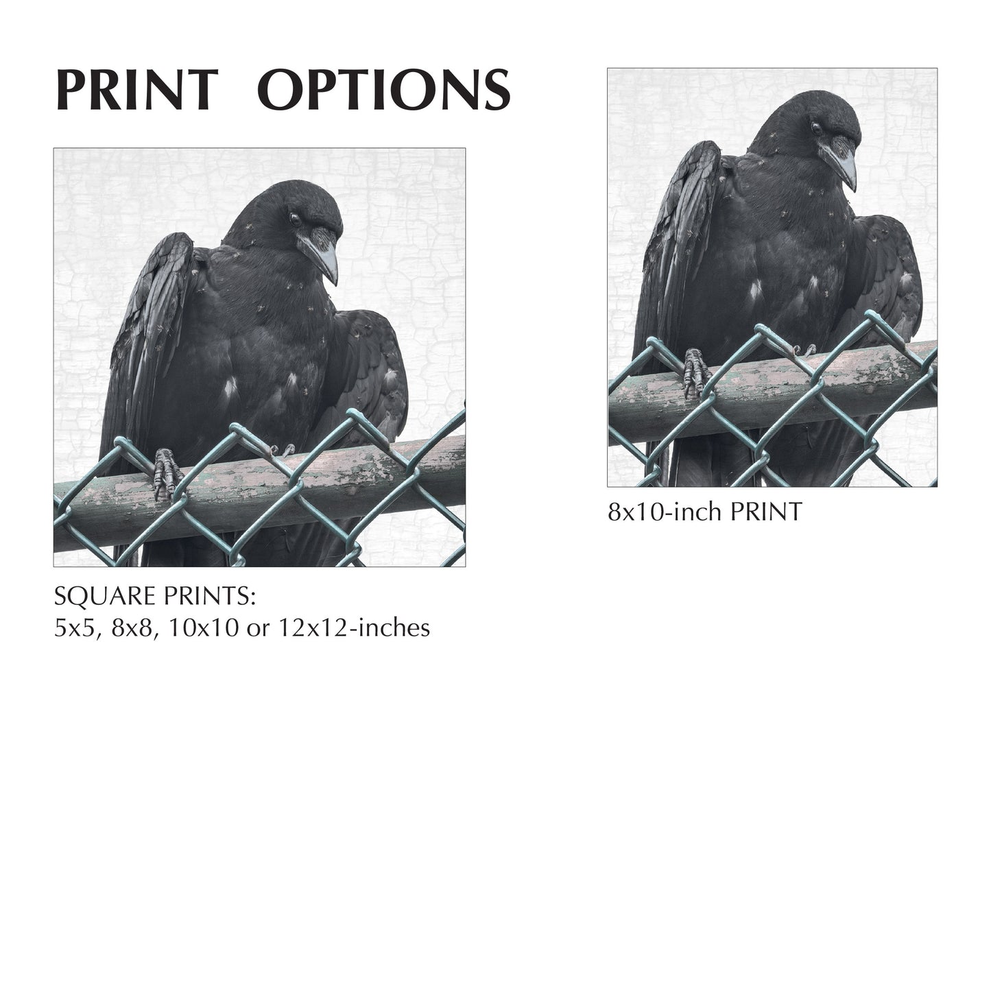 ANTING - Fine Art Print, Crow Portrait Series