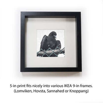 ANTING - Fine Art Print, Crow Portrait Series
