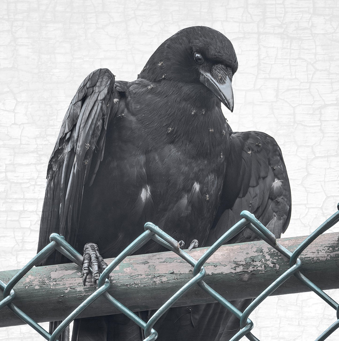 ANTING - Fine Art Print, Crow Portrait Series