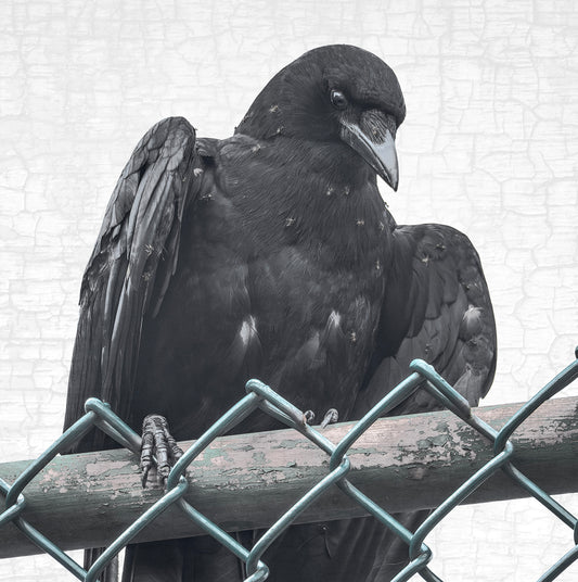 ANTING - Fine Art Print, Crow Portrait Series