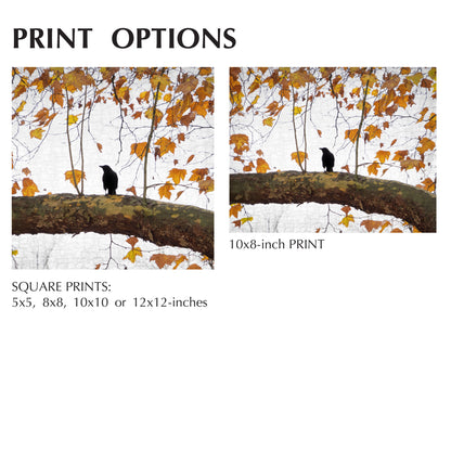 AUTUMN CROW - Fine Art Print, Crow Portrait Series