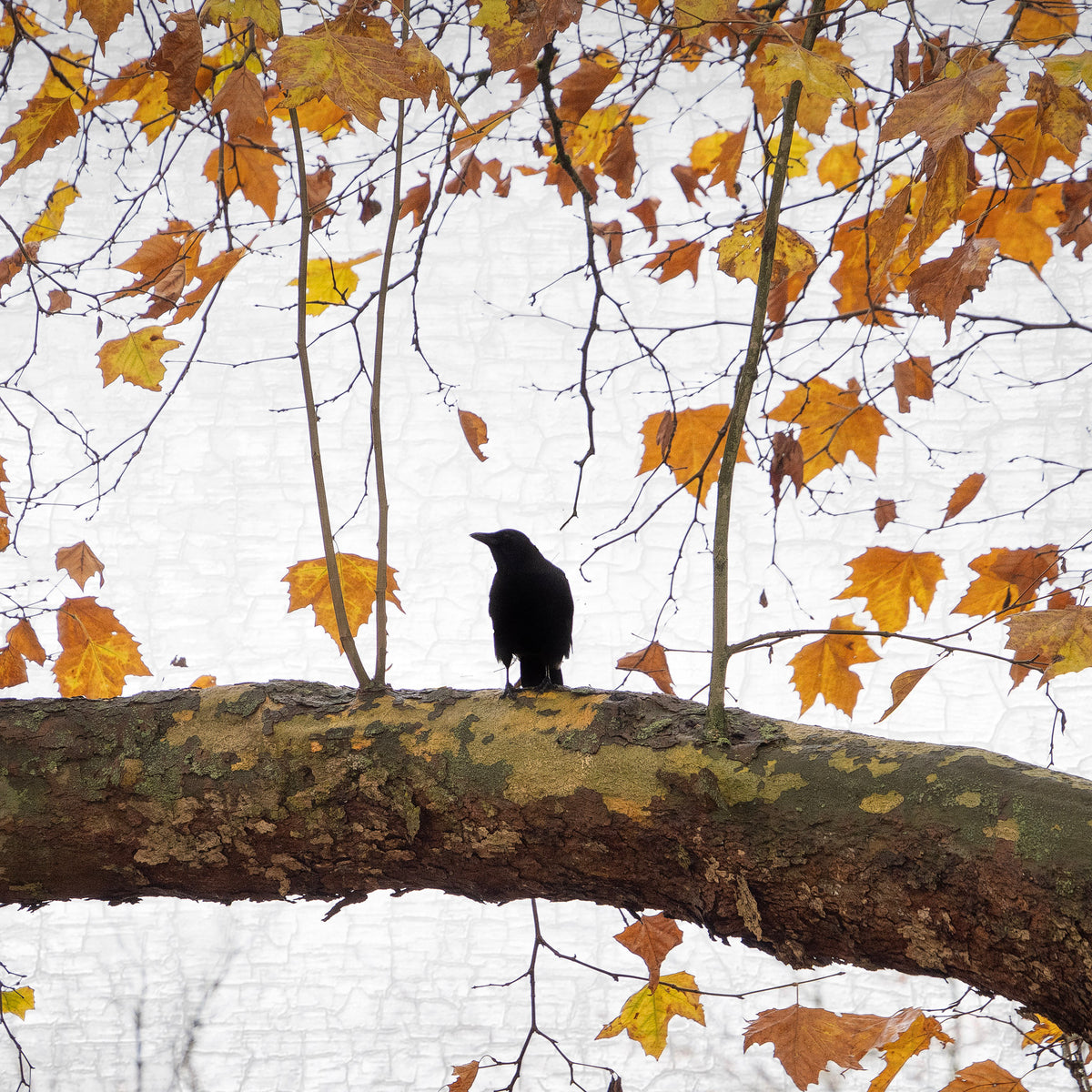 AUTUMN CROW - Fine Art Print, Crow Portrait Series