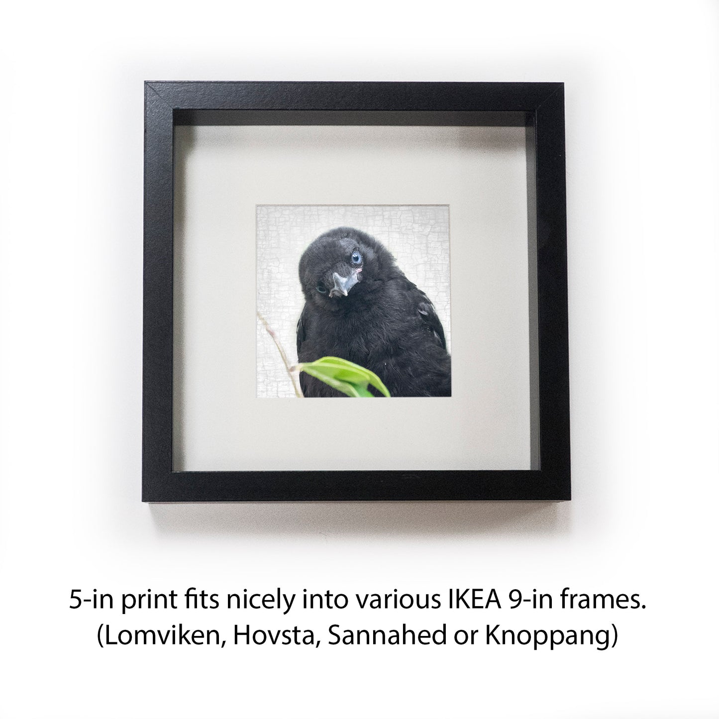 FIRST LOOK - Fine Art Print, Crow Portrait Series