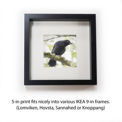 CURIOSITY - Fine Art Print, Crow Portrait Series