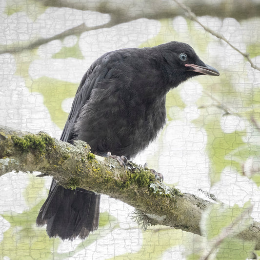 CURIOSITY - Fine Art Print, Crow Portrait Series