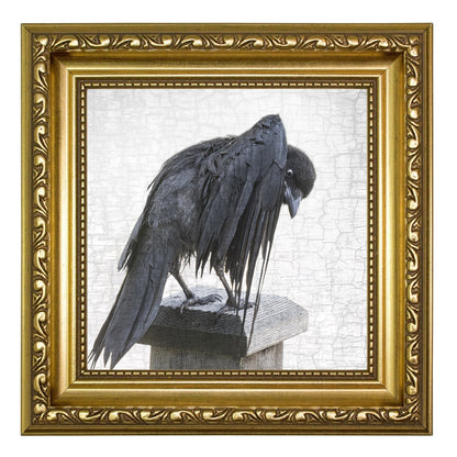 BEDRAGGLED BABY CROW - Fine Art Print, Crow Portrait Series