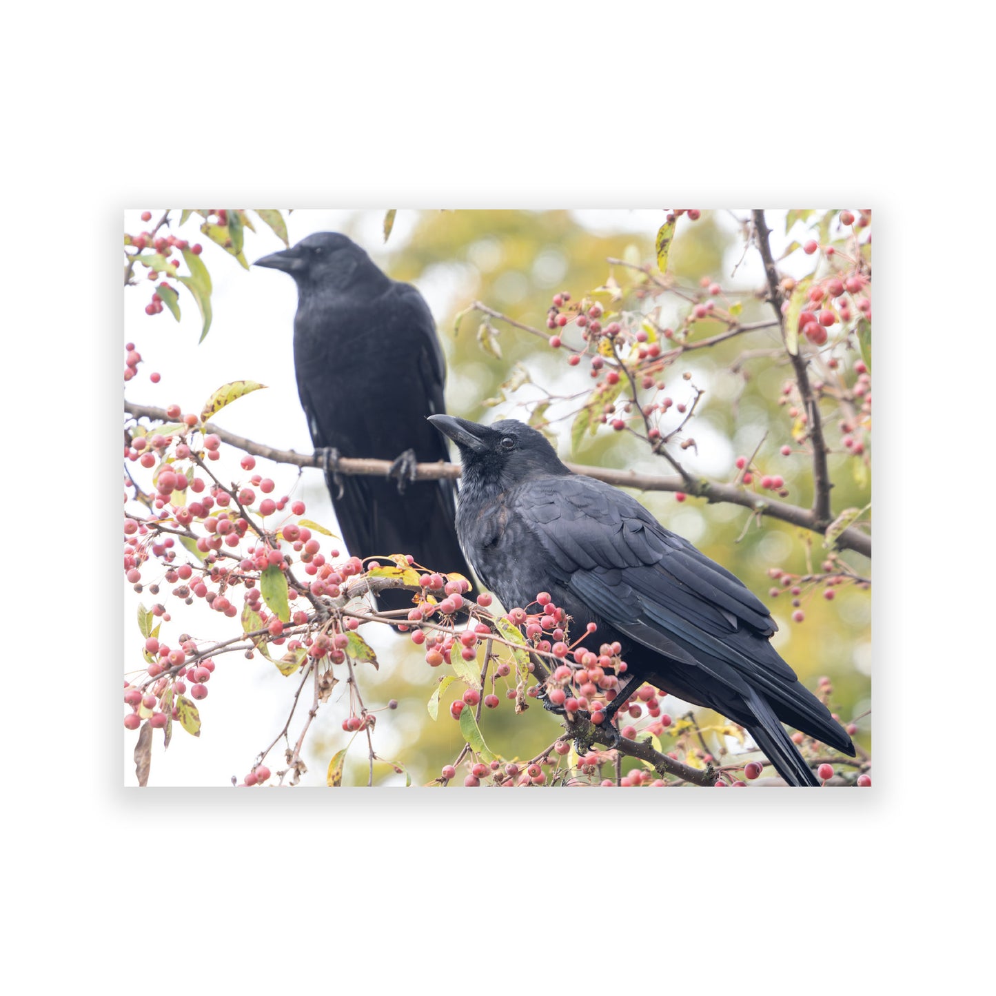 Set of 12 CROW CHARACTERS Postcards by June Hunter