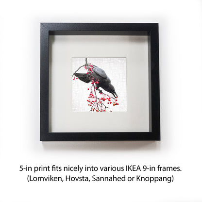 THE BERRY BANDIT - Fine Art Print, Crow Portrait Series