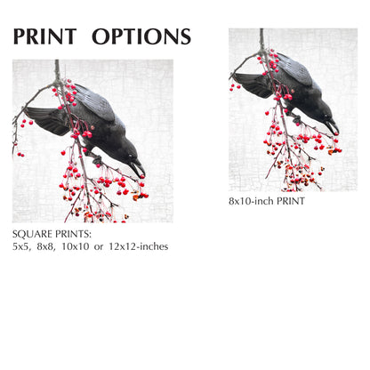 THE BERRY BANDIT - Fine Art Print, Crow Portrait Series