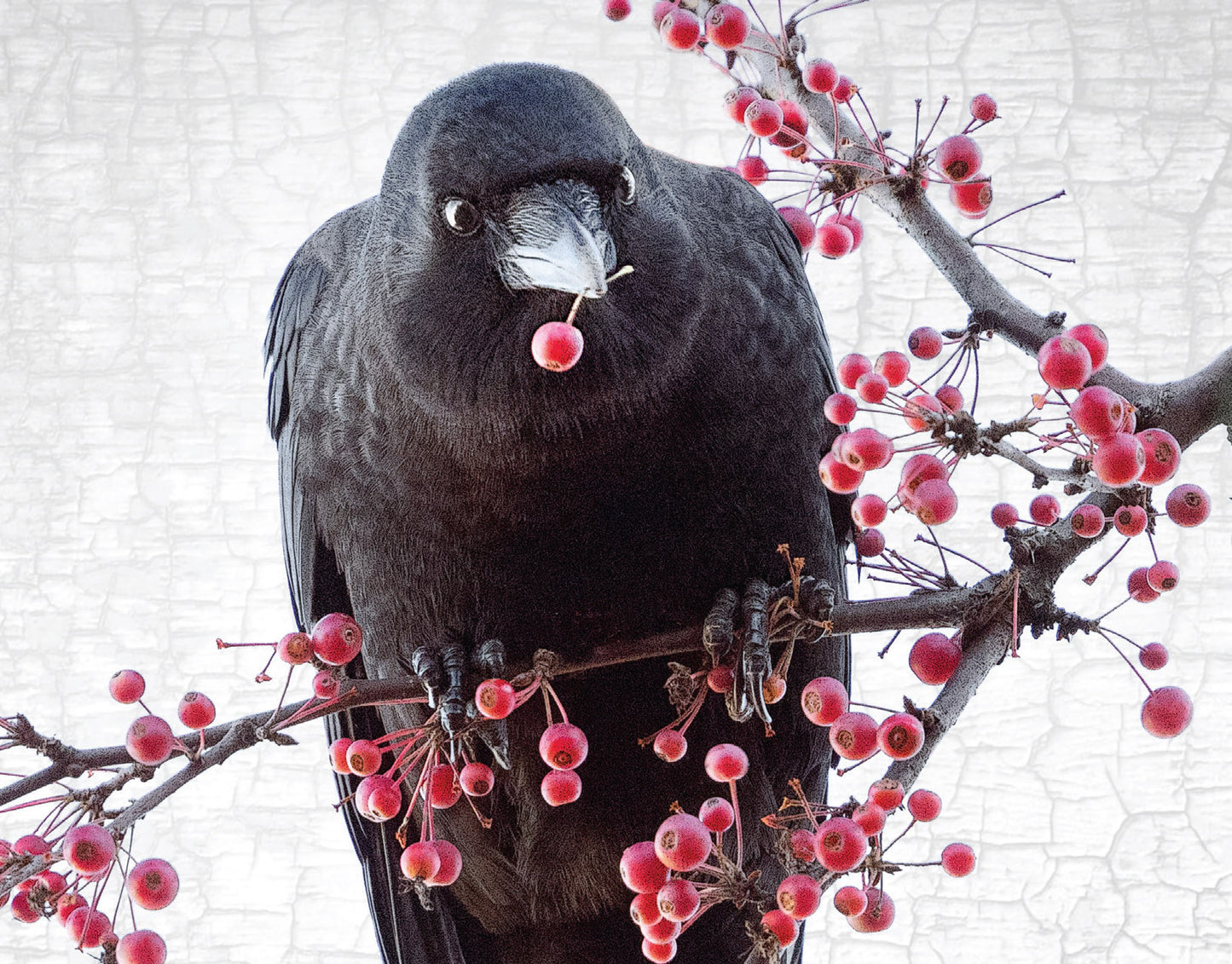Custom Order for Karen — Set of 12 Crow Postcards