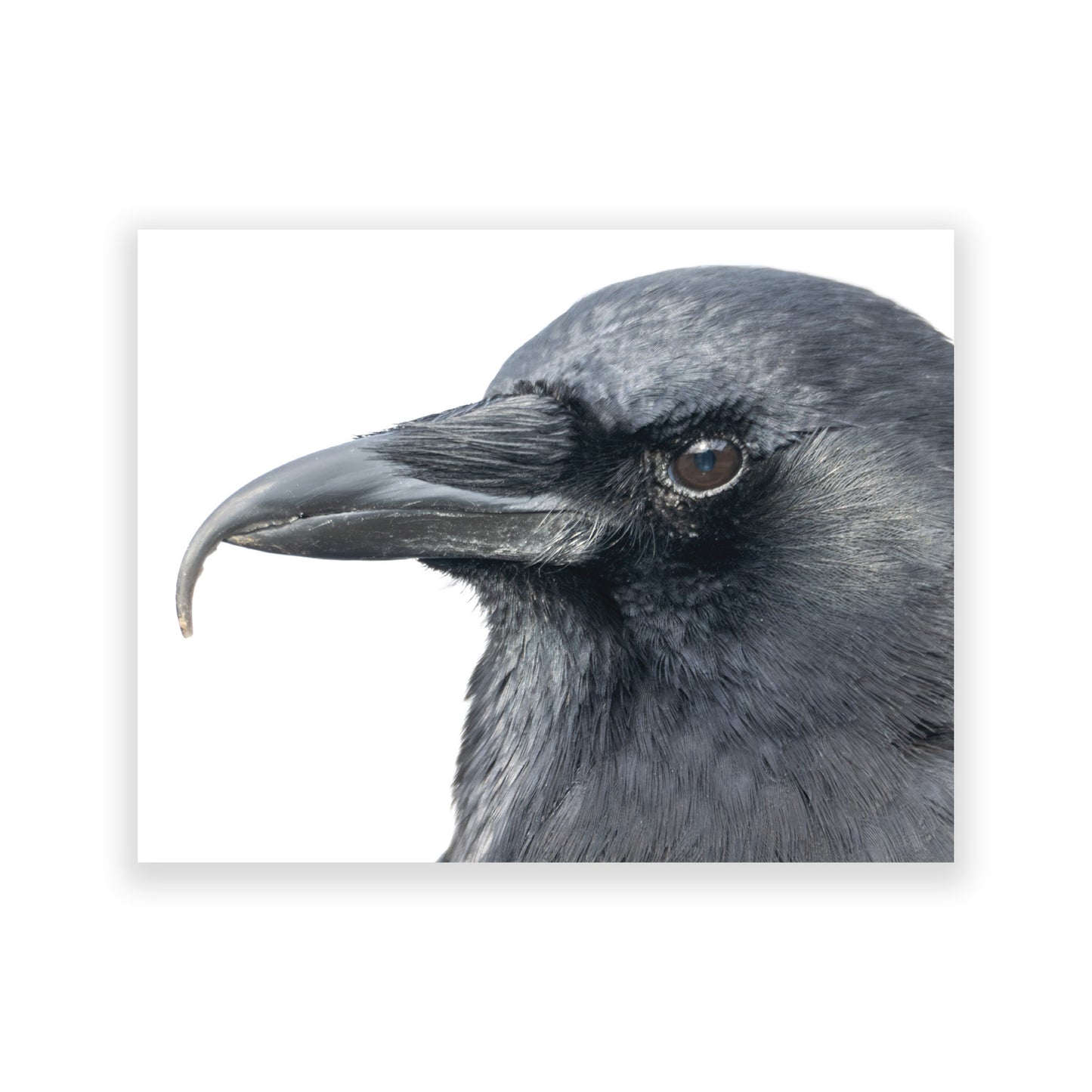 Set of 12 CROW CHARACTERS Postcards by June Hunter