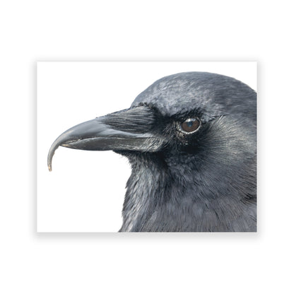 Set of 12 CROW CHARACTERS Postcards by June Hunter
