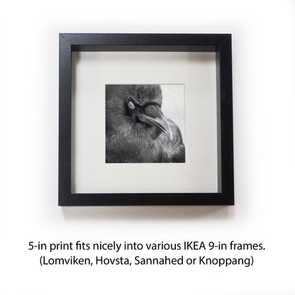 BLINK - Fine Art Print, Crow Portrait Series