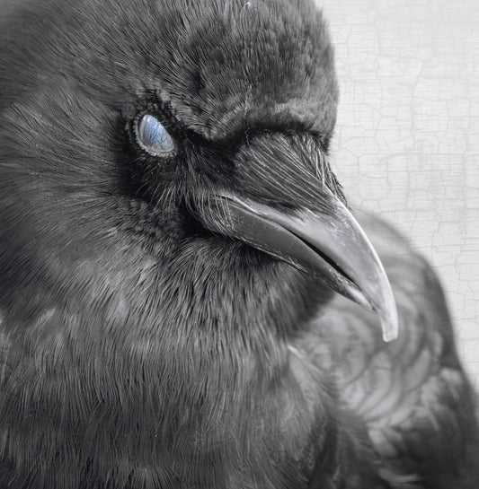 BLINK - Fine Art Print, Crow Portrait Series