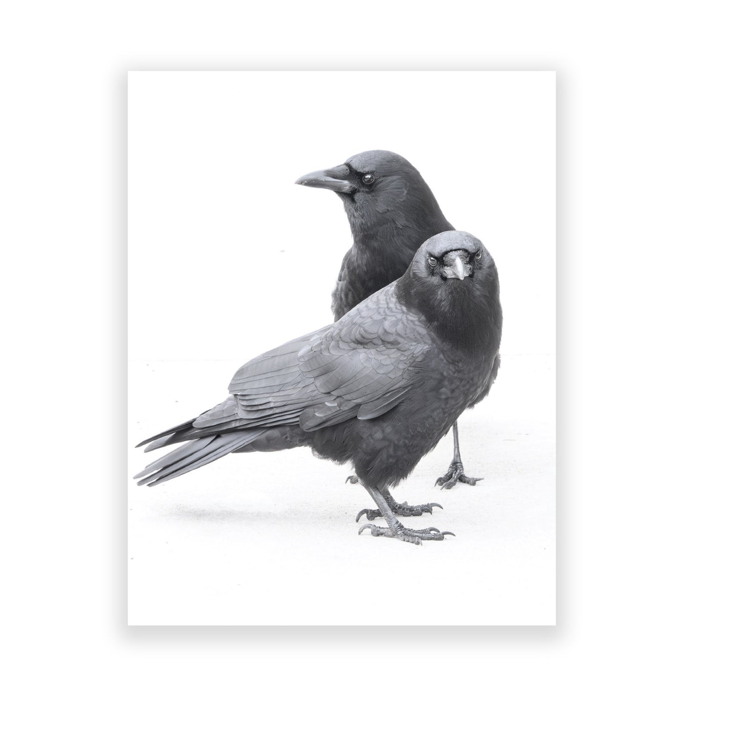 Set of 12 CROW CHARACTERS Postcards by June Hunter