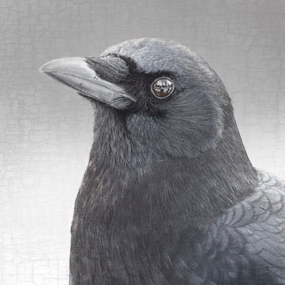 THE MIRROR - Fine Art Print, Crow Portrait Series