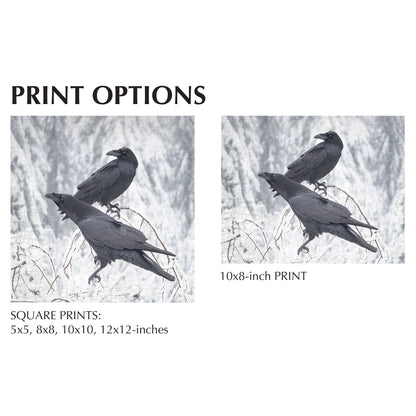 BRANCH RAVENS - Fine Art Print, Raven Portrait Series