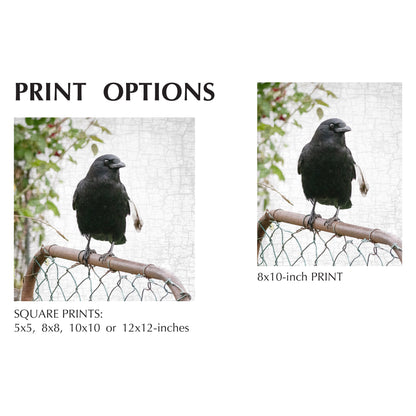 CROW AND GATE - Fine Art Print, Crow Portrait Series