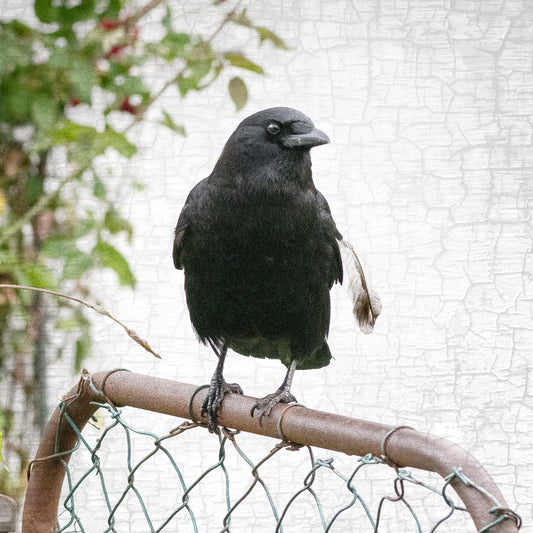 CROW AND GATE - Fine Art Print, Crow Portrait Series