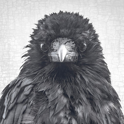 CROW CRITIC - Fine Art Print, Crow Portrait Series