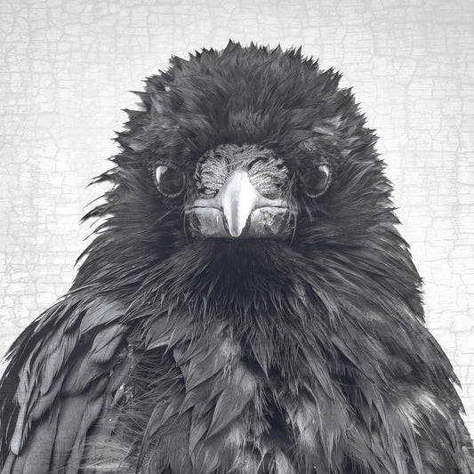 CROW CRITIC - Fine Art Print, Crow Portrait Series