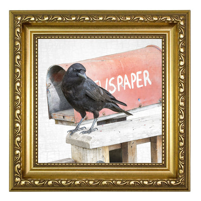 NEWS-CROW - Fine Art Print, Crow Portrait Series