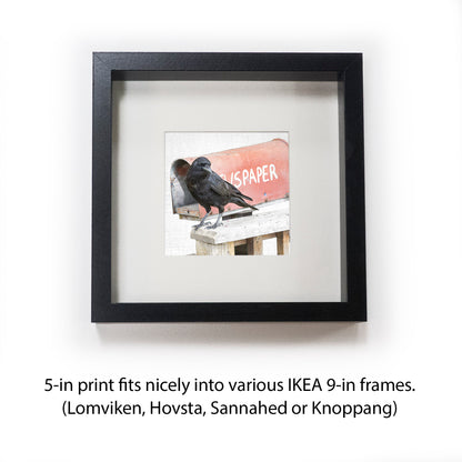 NEWS-CROW - Fine Art Print, Crow Portrait Series