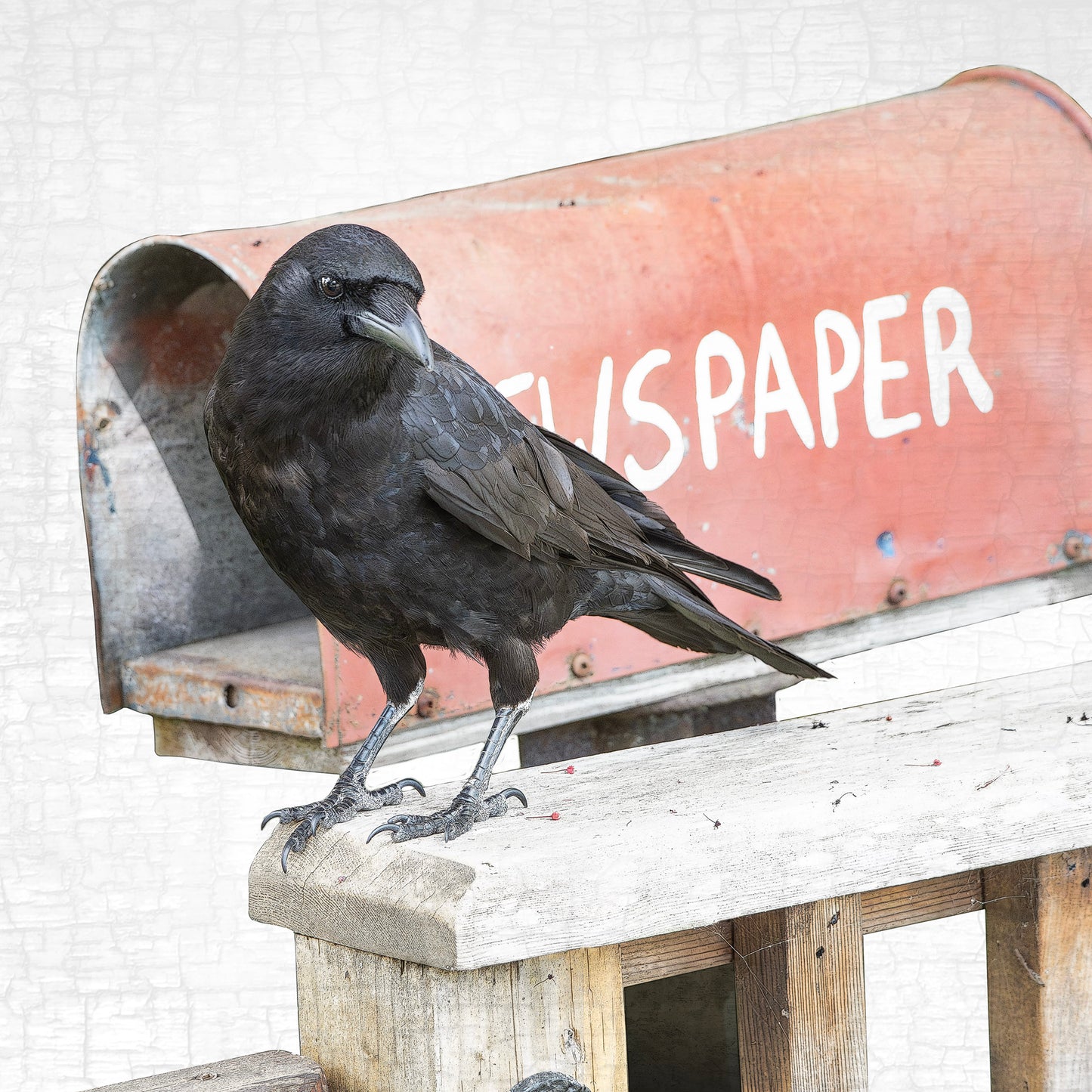 NEWS-CROW - Fine Art Print, Crow Portrait Series