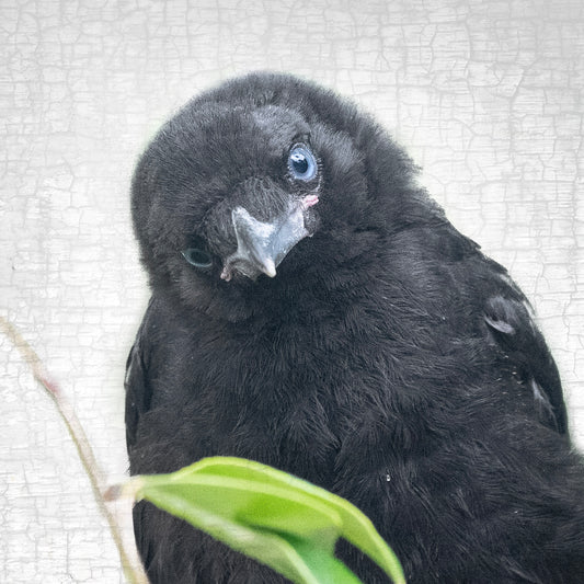 FIRST LOOK - Fine Art Print, Crow Portrait Series