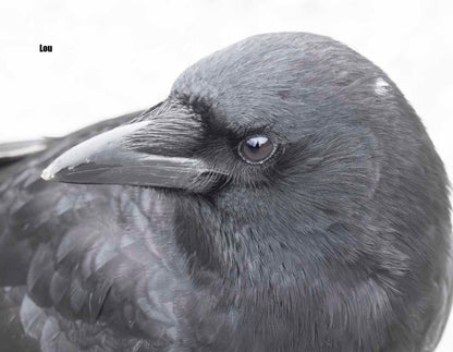 CITY CROW CALENDAR 2027 — Wall Calendar