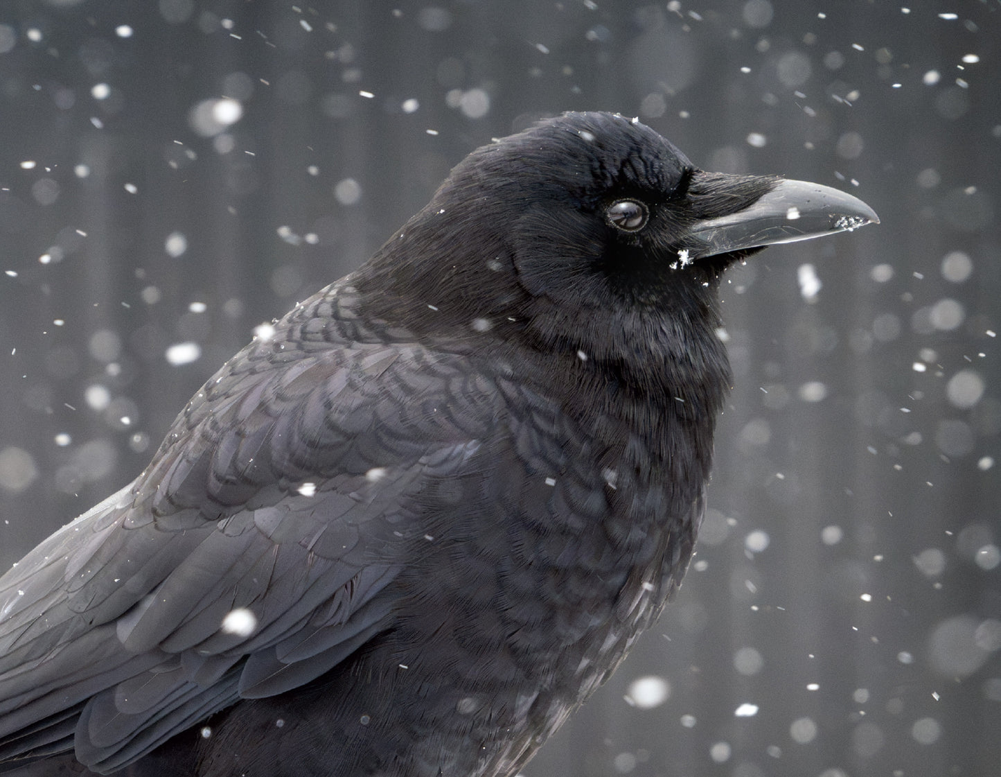 City Crow Calendar
